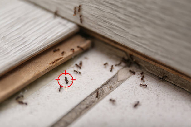 Best Bed Bug Extermination  in Durand, IL